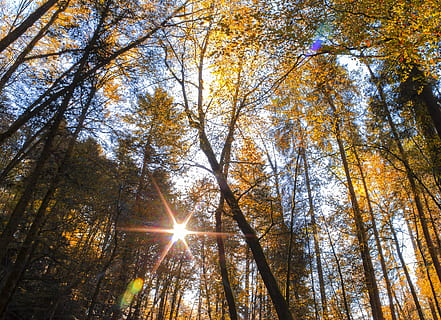 copaci verzi frunzelor, pădure, Elveţia, Wildberg, drum neamenajat, ușoară, lumina soarelui, odihnă, relaxa, cc de-nc, tapet, Farben, toamnă, colorate, Licht, goldig, Baume, sonne, gegenlicht, Creative Commons, farbig, copac, plantă, vedere unghiulară joasă, frumusețe în natură, natură, cer, creştere, liniște, rază de soare, nici o persoana, zi, teren, soare, ramură, lentila flacara, Streaming, Schimbare, în aer liber, copac copac, luminos, bambus - planta, 4K, CC0, domeniu public, fără drepturi de autor