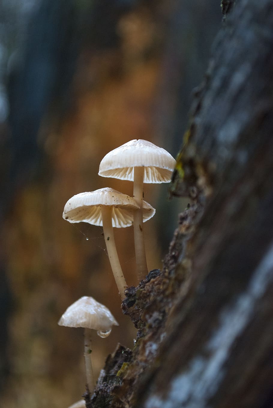 tres bolets, planta, amanita, fong, bolets, agaric, animal, mel d'abella, abella, invertebrat, insecte, insecte de cricket, vida salvatge, la mostela, mamífer, ramat, vaca, den, casa de gossos, aràcnids, aranya, vegetals, toadstool, menjar, primer pla, creixement, arbre, centrar-se en primer pla, naturalesa, enfocament selectiu, cap gent, bolets comestibles, bellesa a la natura, dia, Color blanc, terra, tronc de l'arbre, tronc, a l'aire lliure, 4K