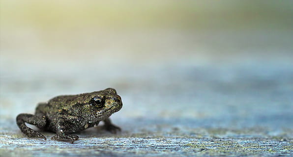 granota, petit, macro, bokeh, món animal, amfibis, animal, naturalesa, primer pla, fons, escriptori, fons de la pantalla, un animal, fauna animal, temes d'animals, animals a la natura, vertebrats, rèptil, cap gent, centrar-se en primer pla, enfocament selectiu, aigua, dia, llangardaix, vista lateral, a l'aire lliure, amfibi, terra, cap d’animals, 5K, CC0, domini públic, lliure de regalies