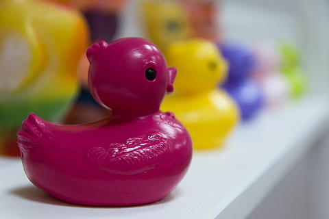 canard, figure, objet, Plastique, jouet, fermer, à l'intérieur, se concentrer sur le premier plan, personne, représentation animale, canard en caoutchouc, représentation, animal, jaune, nature morte, rouge, groupe d'objets, table, mise au point sélective, couleur rose, multi couleur, violet, thèmes animaux, 2K, CC0, domaine public, libre de droits