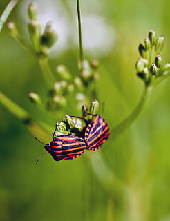 macro photo, red, orange, bug, bugs, graphosoma, insects, macro, nature, plant, close-up, animal wildlife, invertebrate, insect, animal themes, animals in the wild, beauty in nature, flower, animal, focus on foreground, no people, growth, day, one animal, fragility, flowering plant, selective focus, vulnerability, animal wing, outdoors, butterfly - insect, 4K, CC0, public domain, royalty free