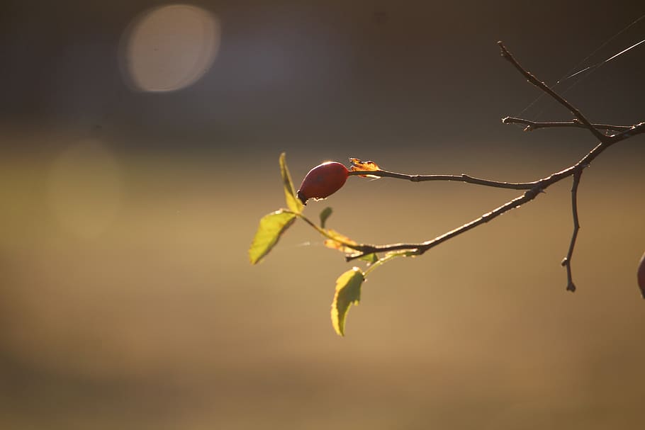 Motor, Baum, sonnig, Natur, Herbst, Blätter, Fotografie, Gelb, Pflanze, Nahansicht, Fokus auf den Vordergrund, Wachstum, keine Leute, Schönheit in der Natur, Zweig, Ast, Verletzlichkeit, Anfänge, Zerbrechlichkeit, Knospe, draußen, Frische, Hagebutte, Tag, selektiver Fokus, Pflanzenstamm, 5K