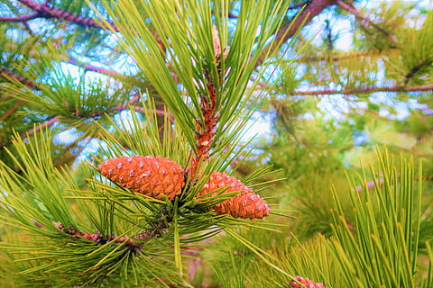 fyrgren, træ, fyrretræ, Skov, kegle, plante, vækst, natur, grøn farve, ingen mennesker, fokus på forgrunden, mad og drikke, nåletræ, grankogle, dag, Pinaceae, nål - plante del, skønhed i naturen, mad, tæt på, udendørs, ro, blad, fyrreskov, 5K, CC0, offentligt domæne, royaltyfrie