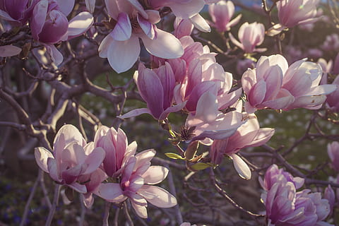 bloom photo, Flowers, Backgrounds, Spring, Sunrise, Magnolia, Pink, flower, flowering plant, plant, fragility, beauty in nature, vulnerability, freshness, growth, petal, tree, close-up, branch, pink color, nature, blossom, day, no people, springtime, focus on foreground, outdoors, flower head, purple, cherry blossom, 4K, CC0, public domain, royalty free