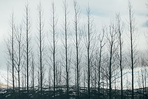 Islandia, arbres, hivern, nua, fred, zing, arbre, cel, arbre nu, cap gent, planta, naturalesa, tranquil·litat, terra, bosc, bellesa a la natura, escena tranquil·la, vista d’angle baix, dia, escena no urbana, núvol - cel, a l'aire lliure, escenics - natura, tronc, tronc de l'arbre, creixement, 2K, CC0, domini públic, lliure de regalies