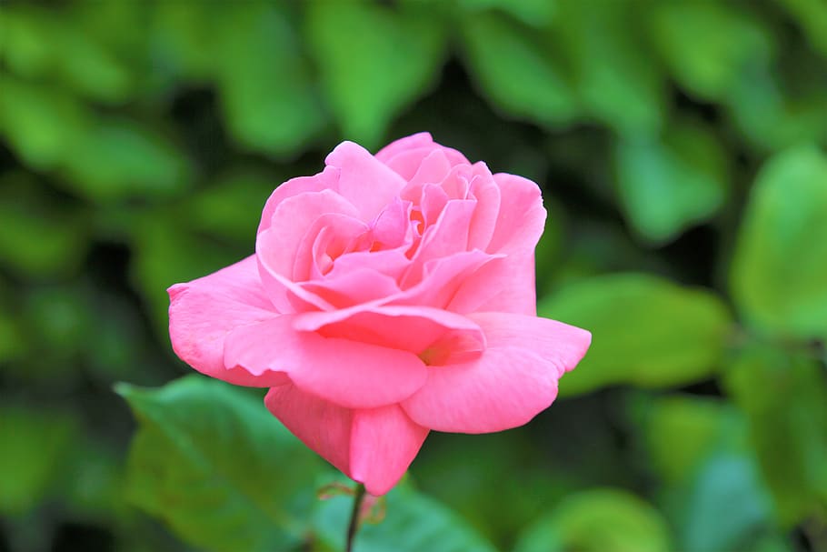 rosa, naturalesa, flor, primavera, planta, fulles, vermell, el roserar, palisandro, romàntic, romanç, roses, planta amb flors, pètal, bellesa a la natura, frescor, primer pla, fragilitat, vulnerabilitat, inflorescència, color rosa, cap de flor, flor de roses, creixement, centrar-se en primer pla, cap gent, a l'aire lliure, 5K