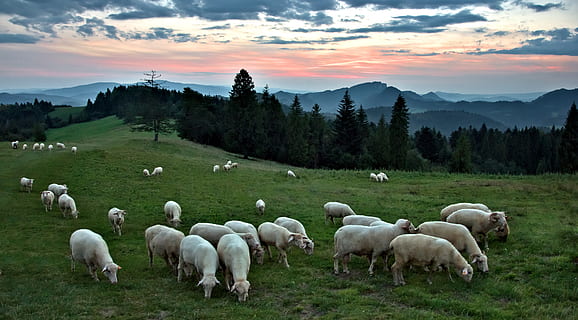 por do sol, ovelha, montanhas, pastando, panorama, céu, nuvens, crepúsculo, humor, animais, natureza, à noite, romântico, a manada, floresta, pieniny, Prado, topos, plantar, nuvem - céu, grama, campo, beleza na natureza, temas animais, mamífero, animais domésticos, doméstico, grupo de animais, animal, terra, meio Ambiente, pets, árvore, pecuária, rebanho de ovelhas, ninguém, ao ar livre, herbívoro, 4K, CC0, domínio público, royalty free