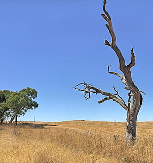 Australia, Reids Flat, suchy, trawa, kraj, nie żyje, Wieś, drzewo, bezchmurny, Natura, krajobraz, krajobrazy, Tapeta, niebieskie niebo, outback, roślina, niebo, środowisko, scenics - natura, Oddział, spokój, niebieski, dzień, wylądować, żadnych ludzi, czyste Niebo, piękno natury, kopia przestrzeń, pole, na dworze, horyzont, spokojna scena, martwa roślina, półsucha, klimat, 2K, CC0, domena publiczna, darmowe zdjęcia