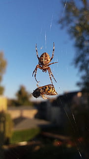 veps, edderkopp, spindelvev, makro, arachnid, insekt, dyre temaer, dyr, virvelløse, ett dyr, dyr i naturen, dyreliv, leddyr, nærbilde, skjørhet, natur, fokusere på forgrunnen, ingen folk, zoologi, dag, utendørs, dyr bein, web, 4K, CC0, offentlig domene, opphavsrett gratis