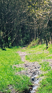 verde, grama, folheado, arvores, meio Ambiente, flora, árvore, plantar, terra, floresta, cor verde, natureza, ninguém, crescimento, dia, tranquilidade, cena tranquila, campo, ao ar livre, focar em primeiro plano, beleza na natureza, cena não urbana, tronco de árvore, trilha, tronco, 4K, CC0, domínio público, royalty free