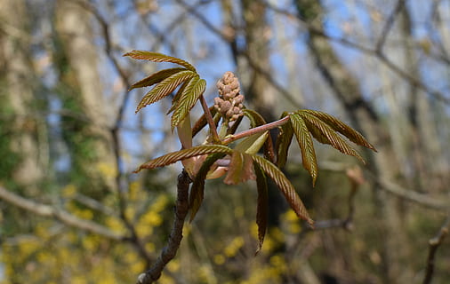 træ, plante, blad, lys, flare, eg Ridge, tn, os, dyr, fugl, natur, vegetation, træstamme, forår, blomstre, blomst, have, blade, japansk kastanje, blomsterpike, vækst, fokus på forgrunden, tæt på, dag, skønhed i naturen, ingen mennesker, afdeling, udendørs, skrøbelighed, sårbarhed, ro, selektiv fokusering, blomstrende plante, lav vinkel visning, dyreliv, sollys, nåletræ, 4K, CC0, offentligt domæne, royaltyfrie