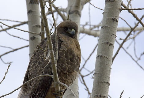 rosso, coda, falco, albero, fauna selvatica, temi animali, un animale, animali allo stato selvatico, animale, ramo, vertebrato, uccello, pianta, appollaiati, Inquadratura dal basso, natura, concentrarsi sulle conoscenze acquisite, uccello rapace, cielo, giorno, albero nudo, all'aperto, tronco, nessuno, aquila, 4K, CC0, dominio pubblico, privo di copyright
