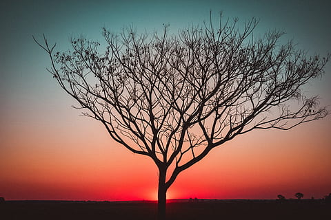 por do sol, luz de fundo, árvore, panorama, leve, cidade, urbano, luzes, nuvens, mar, crepúsculo, céu, noite, de praia, estrada, calor, ensolarado, serenidade, cores, paraíso, sombras, lâmpada de rua, iluminação, natureza, plantar, árvore nua, ramo, silhueta, beleza na natureza, meio Ambiente, scenics - natureza, ninguém, tranquilidade, ao ar livre, cor laranja, tronco de árvore, tronco, retroiluminado, 5K, CC0, domínio público, royalty free