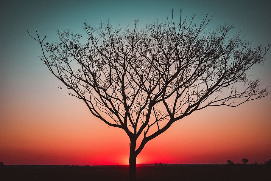 por do sol, luz de fundo, árvore, panorama, leve, cidade, urbano, luzes, nuvens, mar, crepúsculo, céu, noite, de praia, estrada, calor, ensolarado, serenidade, cores, paraíso, sombras, lâmpada de rua, iluminação, natureza, plantar, árvore nua, ramo, silhueta, beleza na natureza, meio Ambiente, scenics - natureza, ninguém, tranquilidade, ao ar livre, cor laranja, tronco de árvore, tronco, retroiluminado, 5K