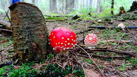 toadstool, bolets, bosc, vermell, fong, menjar, vegetals, planta, creixement, terra, bolet agàric de mosca, arbre, dia, naturalesa, cap gent, primer pla, centrar-se en primer pla, tronc, tronc de l'arbre, a l'aire lliure, verinós, 5K, CC0, domini públic, lliure de regalies