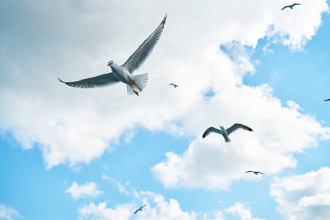plusieurs mouettes, animaux, arrière-plans, des nuages, lumière du jour, plumes, vol d'oiseaux, en volant, haute, mouettes, sauvage, faune, vent, ailes, la faune des animaux, nuage - ciel, ciel, déployer des ailes, oiseau, animaux à l'état sauvage, thèmes animaux, vertébré, animal, groupe d'animaux, faible angle de vue, en plein air, la nature, personne, journée, mouette, beauté dans la nature, deux animaux, 8K, CC0, domaine public, libre de droits