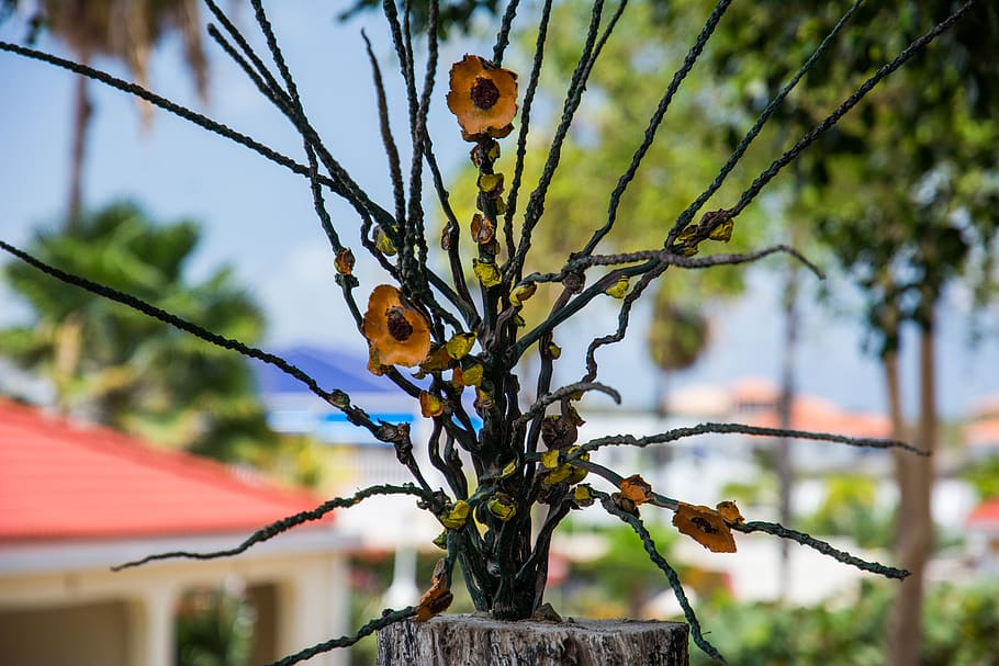 planta marrom, arte, flor, plantar, árvore, temas animais, animal, focar em primeiro plano, um animal, animais selvagens, ramo, animais em estado selvagem, vertebrado, natureza, ninguém, dia, pássaro, empoleirar, ao ar livre, visão de baixo ângulo, fechar-se, beleza na natureza, crescimento, pica-pau, 5K