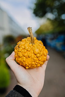 gelbe Frucht, produzieren, Lebensmittel, Gemüse, Pflanze, Bohne, Flora, Großbritannien, fordham, Linse, Korn, Mais, Blume, blühen, Trauben, Obst, Staubbeutel, Gelb, Hand, menschliches Körperteil, menschliche Hand, halten, eine Person, echte Menschen, Fokus auf den Vordergrund, Essen und Trinken, Nahansicht, Körperteil, nicht erkennbare Person, Finger, persönliche Perspektive, Tag, Frische, menschlicher Finger, gesundes Essen, Wohlbefinden, draußen, reif, menschliches Glied, 4K, CC0, gemeinfrei, lizenzfrei