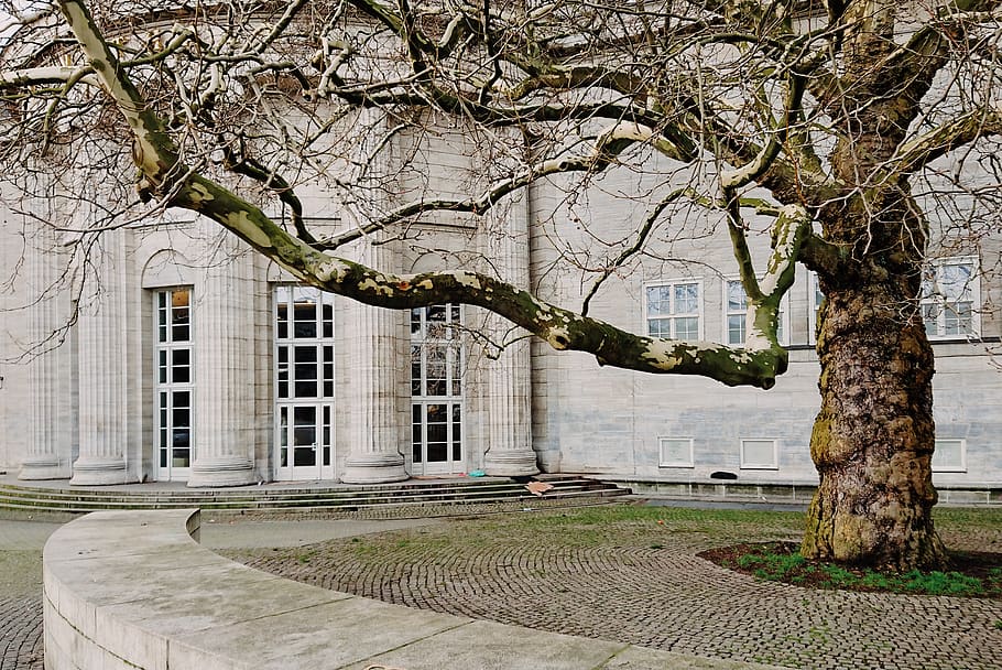albero bruno marrone, inverno, città, amburgo, kunsthalle, albero, costruzione, architettura, esterno dell'edificio, struttura costruita, pianta, ramo, tronco, tronco d'albero, giorno, natura, nessuno, crescita, all'aperto, albero nudo, parco, edificio per uffici esterno, storia, il passato, 4K