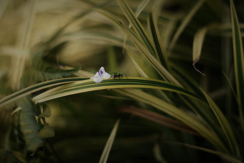 selektīvs, fokusa fotoattēls, melns, ant, zaļa, lapoti, augu, neskaidra fona, tuvplāns, krāsas, dienasgaisma, flora, zieds, zāli, izaugsmi, ainavu, makro fotogrāfija, savvaļas, skaistums dabā, ziedēšanas augs, selektīvu fokusu, neaizsargātību, nestabilitāte, raksturs, svaigumu, dienā, zaļā krāsa, nav cilvēku, ziedlapiņa, augu daļa, lapas, dzīvnieku tēmas, dzīvnieku savvaļas dzīvnieki, koncentrēties uz jaunajām zināšanām, ārā, ziedu galva, pavasarī, violets, 5K, CC0, publiskais domēns, bez atlīdzības