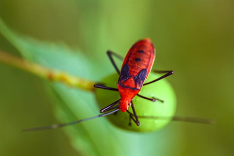 insekt, makro, natur, grøn, plante, fotografering, marco fotografering, canon 450d, kanon, dyreliv, hvirvelløse, dyr i naturen, et dyr, dyr, dyre temaer, tæt på, ingen mennesker, dyr kropsdel, rød, zoologi, grøn farve, dag, fokus på forgrunden, dyr antenne, selektiv fokusering, udendørs, 4K, CC0, offentligt domæne, royaltyfrie