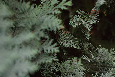 arbres, pi, nordic, bosc, verd, planta, arbre, arbre de coníferes, naturalesa, pinàcies, hivern, cap gent, primer pla, creixement, temperatura de fred, enfocament selectiu, branca, bellesa a la natura, dia, agulla - part de la planta, neu, color verd, avet, a l'aire lliure, arbre de fulla perenne, bosc de pi, 4K, CC0, domini públic, lliure de regalies