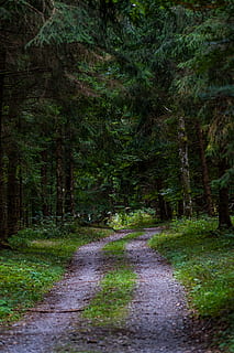 bosc, lluny, camí forestal, arbres, tardor, ruta, paisatge, avinguda, descans, idil·li, planta, arbre, direcció, el camí a seguir, terra, carretera, sendera, creixement, naturalesa, tranquil·litat, cap gent, color verd, bellesa a la natura, escena tranquil·la, perspectiva decreixent, dia, transport, escena no urbana, escenics - natura, a l'aire lliure, 5K, CC0, domini públic, lliure de regalies