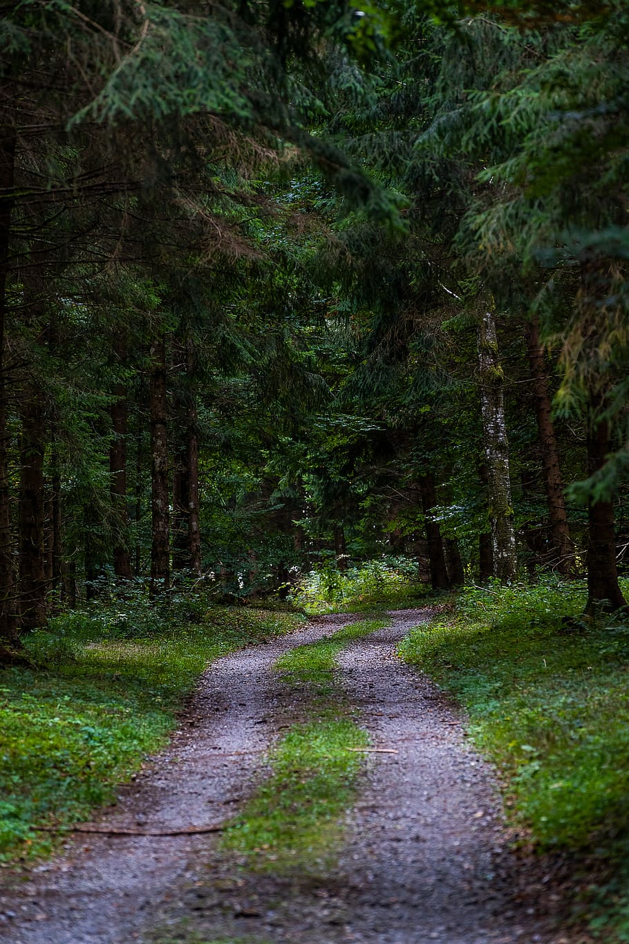 bosc, lluny, camí forestal, arbres, tardor, ruta, paisatge, avinguda, descans, idil·li, planta, arbre, direcció, el camí a seguir, terra, carretera, sendera, creixement, naturalesa, tranquil·litat, cap gent, color verd, bellesa a la natura, escena tranquil·la, perspectiva decreixent, dia, transport, escena no urbana, escenics - natura, a l'aire lliure, 5K
