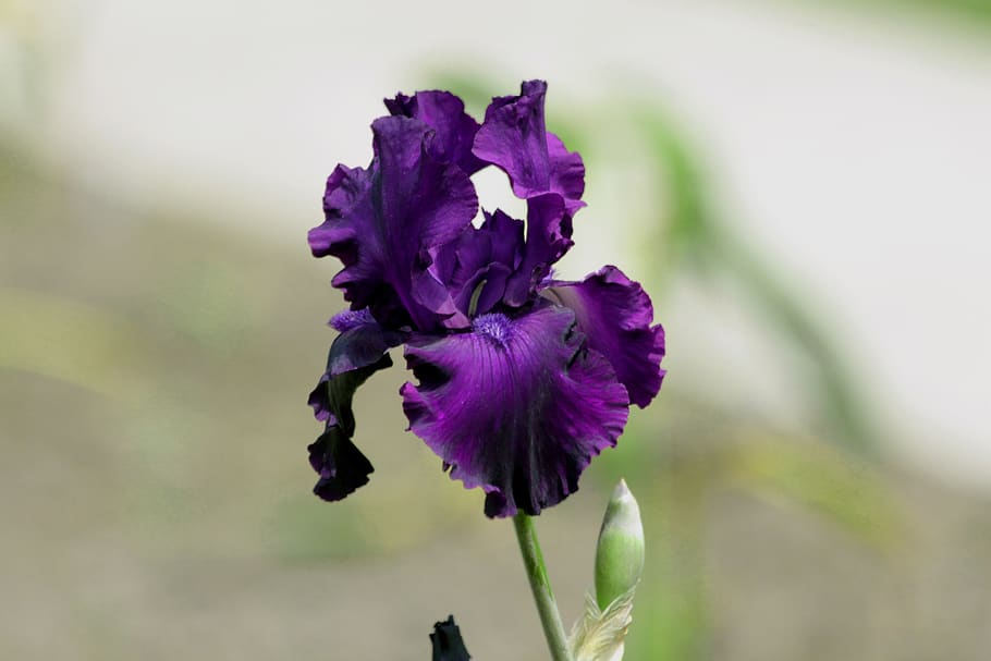 iris, blomst, forårsbloem, smuk, natur, haven blomster, have, smuk blomst, flor, lilla iris, lyse, grå, planter, fauna, blomstrende plante, plante, skrøbelighed, skønhed i naturen, lilla, sårbarhed, friskhed, kronblad, tæt på, blomsterstand, blomsterhoved, vækst, fokus på forgrunden, ingen mennesker, dag, botanik, udendørs, forår, iris - plante, 2K