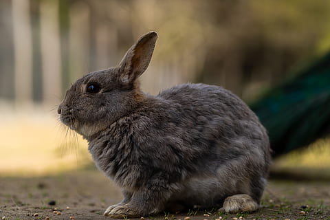 dyr, hare, kanin, påske, søt, dyr verden, pattedyr, ører, bunny, gård, landlig, liten, Augen, morsom, utsikt, pels, dyre temaer, ett dyr, dyreliv, fokusere på forgrunnen, dyr i naturen, nærbilde, virveldyr, kanin - dyr, dag, ingen folk, natur, land, sidevisning, utendørs, kjæledyr, gnager, husdyr, dyr øre, værhår, planteetende, 5K, CC0, offentlig domene, opphavsrett gratis