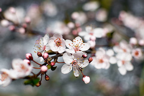 hvid blomst, plante, blomstre, blomst, pollen, kirsebær blomst, kronblad, anemone, fremstille, mad, geranium, Også på et andet, frugt, forår, Acanthaceae, krokus, hamp, hollandske, pæon, kirsebær, majroe, friskhed, blomstrende plante, skrøbelighed, skønhed i naturen, sårbarhed, vækst, træ, afdeling, fokus på forgrunden, tæt på, dag, natur, Kvist, frugt træ, ingen mennesker, blomsterhoved, Kirsebærtræ, udendørs, blomme af blomme, 5K, CC0, offentligt domæne, royaltyfrie