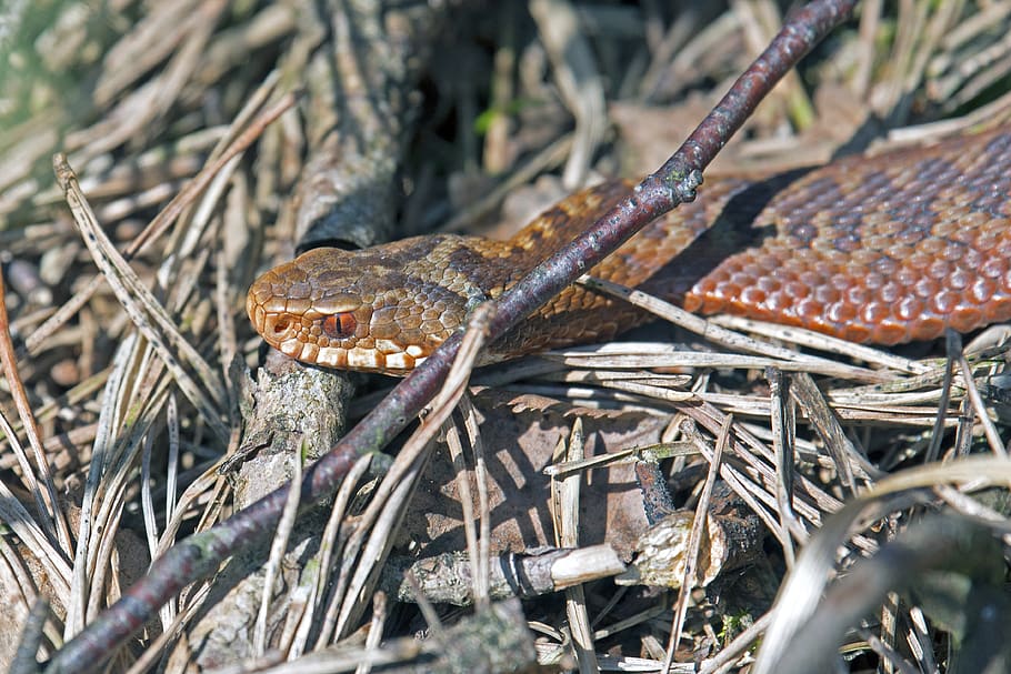sumador, serp, amarrar, tòxics, temes d'animals, animal, rèptil, fauna animal, un animal, animals a la natura, vertebrats, naturalesa, planta, cap gent, dia, arbre, a l'aire lliure, primer pla, llangardaix, llum solar, terra, enfocament selectiu, part del cos dels animals, escala d’animals, verinós, boca oberta, boca d’animals, 4K