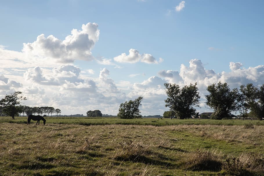 skyer, overskyet himmel, græs, udsigt, hest, browser, himmel, landskab, natur, blå, Sky, overskyet, luft, Mark, Friesland, plante, pattedyr, sky - himmel, jord, dyr, dyre temaer, miljø, træ, husdyr, skønhed i naturen, rolig scene, hvirveldyr, dag, ikke-urbane scene, ingen mennesker, udendørs, planteædende, 5K