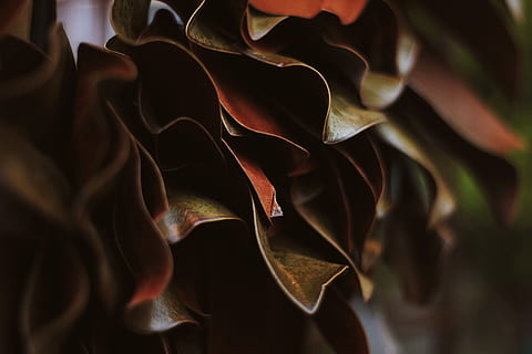 foglia marrone, pianta, umano, persona, foglia, fiorire, petalo, fiore, foresta, colorato, verde, rosso, asilo nido, le foglie, natura, buio, fuoco, foto, fotografia, incenso, iris, avvicinamento, sfondi, nessuno, fotogramma intero, parte vegetale, modello, in casa, astratto, bellezza nella natura, concentrarsi sulle conoscenze acquisite, messa a fuoco selettiva, crescita, strutturato, giorno, girato in studio, forma, aggressione, 2K, CC0, dominio pubblico, privo di copyright