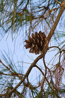 Frühling, Baum, Kegel, braun, Frühling Baum, Pflanze, Fokus auf den Vordergrund, Natur, Wachstum, keine Leute, Tag, Ruhe, Nahansicht, Ast, Schönheit in der Natur, Himmel, Tannenzapfen, Wasser, See, trocken, draußen, selektiver Fokus, getrocknete Pflanze, tote Pflanze, Kiefer, getrocknet, Nadelbaum, verwelkte Pflanze, 5K, CC0, gemeinfrei, lizenzfrei