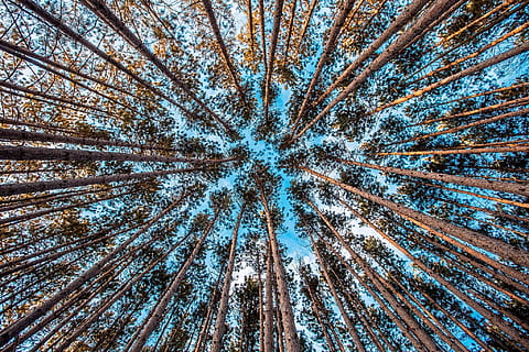 forêt, des arbres, ascendant, environnement, la nature, arbres forestiers, ciel, croissance, Naturel, paysage, feuilles, feuillage, région sauvage, scénique, de plein air, sauvage, les troncs, branches, fond d'écran nature, arbre, faible angle de vue, plante, tronc, tronc d'arbre, personne, terre, des bois, plein cadre, beauté dans la nature, arrière-plans, tranquillité, paysages - nature, journée, grand - haut, scène non urbaine, pinède, canopée, en plein air, pin, directement en dessous, conifère, bambou - plante, 1080P, CC0, domaine public, libre de droits