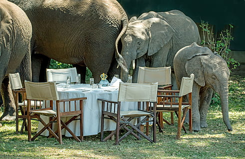 graue Elefanten, Elefant, Tier, Tierthemen, Säugetier, Wirbeltier, Gruppe von Tieren, Tierwelt, Stuhl, keine Leute, Sitz, Tag, Tiere in freier Wildbahn, Natur, Safari, Haustiere, Pflanze, pflanzenfressend, zwei tiere, Tierstamm, draußen, Tierkopf, Afrikanischer Elefant, Trinken, Tierfamilie, 5K, CC0, gemeinfrei, lizenzfrei
