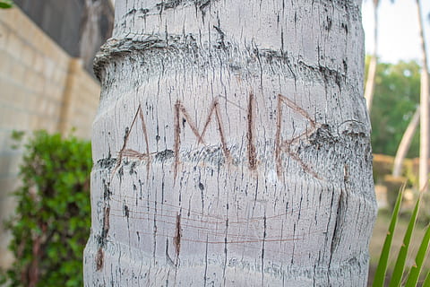 trees, park, tree, trunk, tree trunk, plant, text, focus on foreground, day, western script, wood - material, close-up, nature, bark, no people, communication, outdoors, textured, rough, heart shape, love, carving - craft product, positive emotion, scribble, message, 5K, CC0, public domain, royalty free