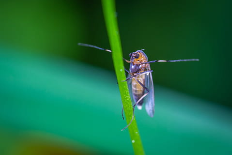 mosquit, posat, full, error, volar, insecte, poc, macro, un animal, temes d'animals, animal, animals a la natura, fauna animal, invertebrat, primer pla, color verd, planta, centrar-se en primer pla, cap gent, naturalesa, dia, part de la planta, senyoreta, zoologia, tija de la planta, a l'aire lliure, fulla d'herba, ull d’animals, 4K, CC0, domini públic, lliure de regalies