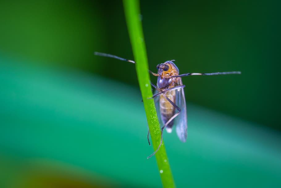 mosquit, posat, full, error, volar, insecte, poc, macro, un animal, temes d'animals, animal, animals a la natura, fauna animal, invertebrat, primer pla, color verd, planta, centrar-se en primer pla, cap gent, naturalesa, dia, part de la planta, senyoreta, zoologia, tija de la planta, a l'aire lliure, fulla d'herba, ull d’animals, 4K