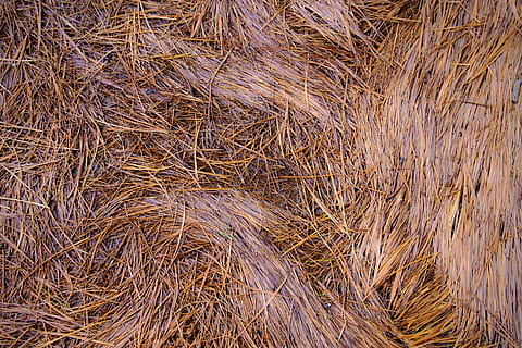 Podea de lemn, ac de pin, cadru complet, plantă, zi, nici o persoana, fundaluri, maro, natură, vedere în unghi mare, camp, uscat, teren, agricultură, fân, iarbă, în aer liber, a închide, texturată, abundenţă, creştere, liniște, 4K, CC0, domeniu public, fără drepturi de autor