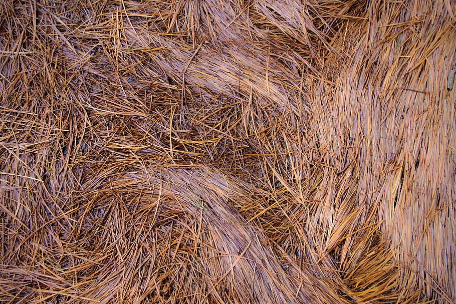 Podea de lemn, ac de pin, cadru complet, plantă, zi, nici o persoana, fundaluri, maro, natură, vedere în unghi mare, camp, uscat, teren, agricultură, fân, iarbă, în aer liber, a închide, texturată, abundenţă, creştere, liniște, 4K