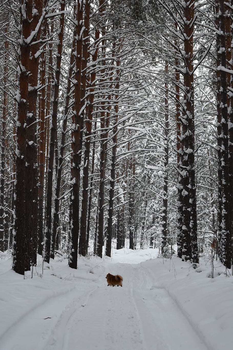 bosc, neu, pi, hivern, paisatge, gelades, boscos, fred, a l'hivern, arbres, naturalesa, el pintoresc, siberia, novosibirsk, gos, Spitz, temperatura de fred, arbre, terra, planta, bellesa a la natura, cobertura, mamífer, temes d'animals, Color blanc, escenics - natura, un animal, camp, tronc, animal, dia, cap gent, a l'aire lliure, 5K