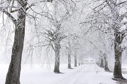hivern, neu, arbre, fred, gelades, temps, carretera, avinguda, lluny, temperatura de fred, planta, arbre nu, branca, tronc, naturalesa, el camí a seguir, tronc de l'arbre, direcció, bellesa a la natura, cobertura, cap gent, Color blanc, terra, tranquil·litat, treelined, perspectiva decreixent, a l'aire lliure, clima extrem, nevar, 4K, CC0, domini públic, lliure de regalies