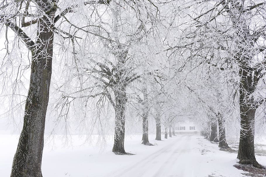 hivern, neu, arbre, fred, gelades, temps, carretera, avinguda, lluny, temperatura de fred, planta, arbre nu, branca, tronc, naturalesa, el camí a seguir, tronc de l'arbre, direcció, bellesa a la natura, cobertura, cap gent, Color blanc, terra, tranquil·litat, treelined, perspectiva decreixent, a l'aire lliure, clima extrem, nevar, 4K