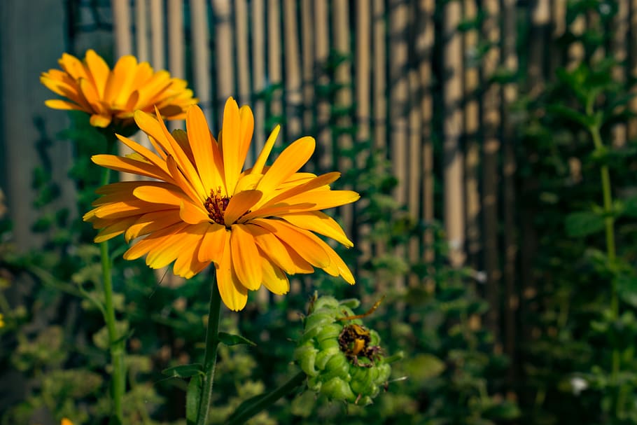 Bèlgica, oudenaarde, eine, flor, planta amb flors, groc, planta, creixement, frescor, bellesa a la natura, fragilitat, vulnerabilitat, cap de flor, pètal, inflorescència, centrar-se en primer pla, primer pla, cap gent, naturalesa, pol·len, dia, a l'aire lliure, tija de la planta, 5K