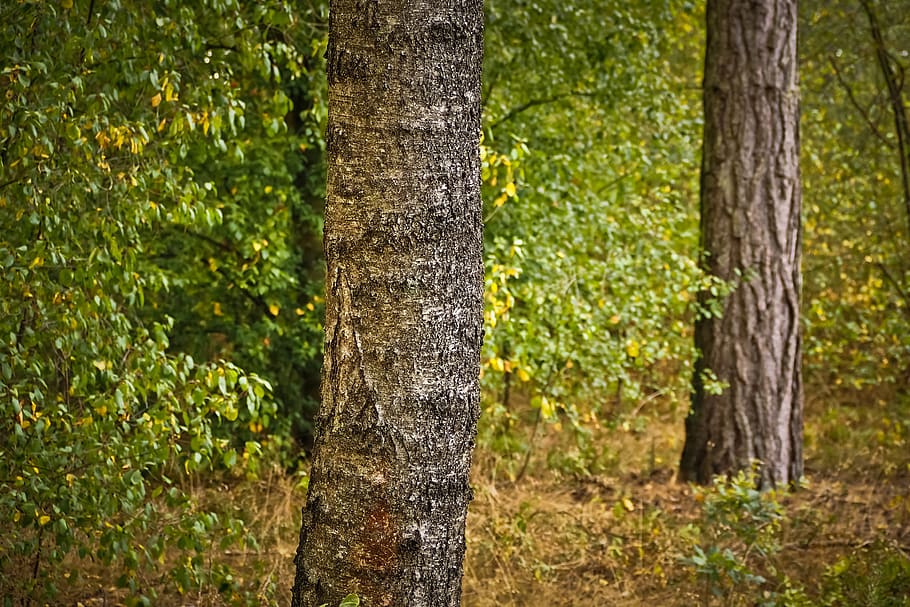 bosc, arbres, naturalesa, paisatge, escènic, idíl·lic, descans, humor, estiu, pi, troncs d’arbres, arbust, arbusts, verd, bedoll, planta, arbre, tronc, tronc de l'arbre, creixement, terra, bellesa a la natura, color verd, dia, tranquil·litat, centrar-se en primer pla, cap gent, a l'aire lliure, escenics - natura, medi ambient, escena no urbana, arbre de coníferes, bambú - planta, 4K