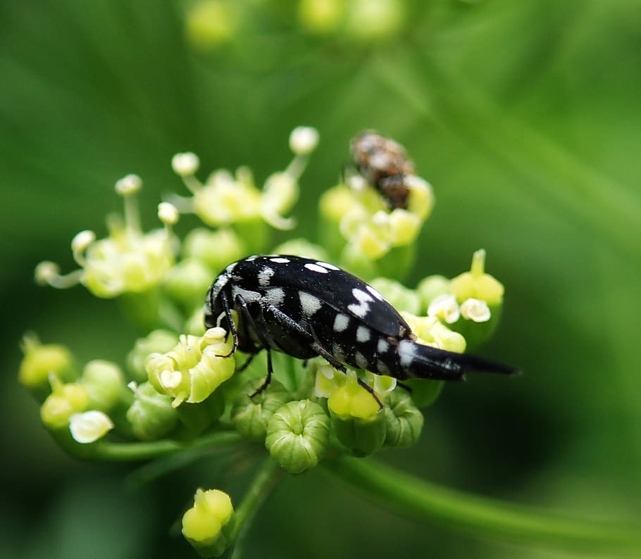 insecte, estrany, error, jardí, naturalesa, invertebrat, temes d'animals, animal, flor, fauna animal, un animal, planta amb flors, primer pla, planta, bellesa a la natura, animals a la natura, frescor, creixement, centrar-se en primer pla, vulnerabilitat, cap gent, fragilitat, dia, ala dels animals, cap de flor, a l'aire lliure, papallona - insecte, polinització, 2K