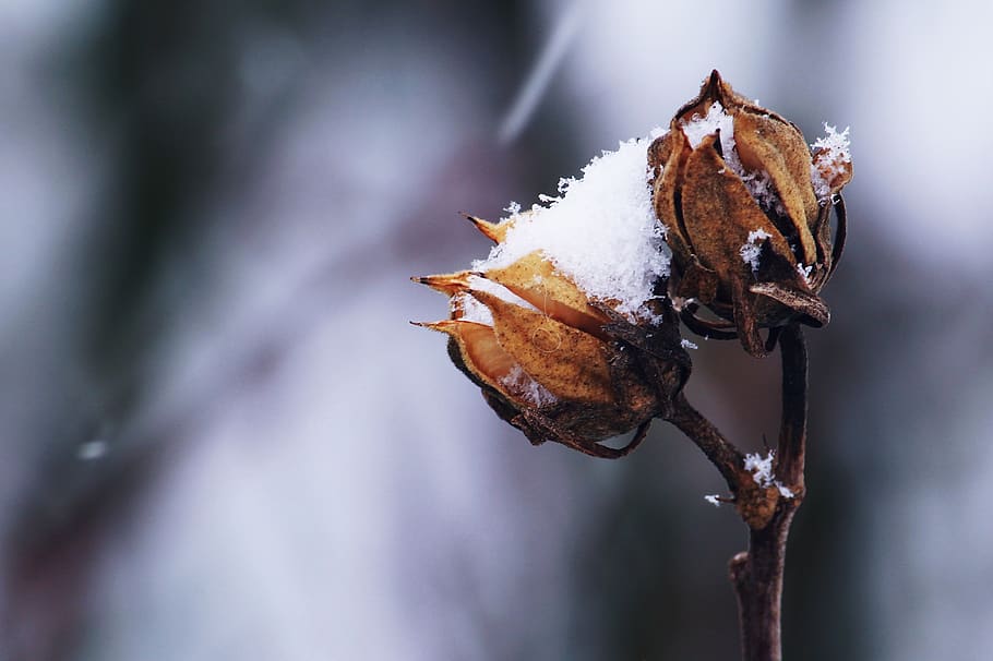 flor de cotó, brot, primer pla, fred, la llum del dia, flor, gelades, jardí, gel, gelada, planta, temporada, neu, tija, temps, hivern, marchit, naturalesa, cap gent, centrar-se en primer pla, sec, fragilitat, temperatura de fred, vulnerabilitat, bellesa a la natura, dia, enfocament selectiu, congelat, full, part de la planta, marró, a l'aire lliure, planta morta, Planta esvaïda, 1080P