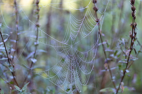 pavučina, web, rosa, dewdrop, pavoučí síť, křehkost, zaměřit se na popředí, detail, zranitelnost, nikdo, Příroda, složitost, den, přírodní vzor, krása v přírodě, rostlina, venku, vzor, pavouk, uvězněn, selektivní zaměření, celý rám, klid, 5K, CC0, veřejná doména, bez autorských práv